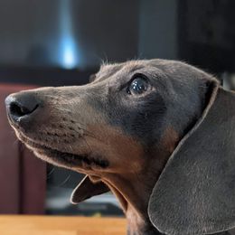 Lucy - Dachshund