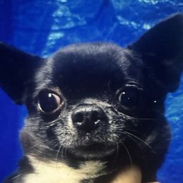Max - Chihuahua