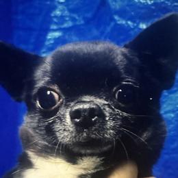 Max - Chihuahua