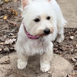West Highland White Terriers from Debra's West Highland White Terriers