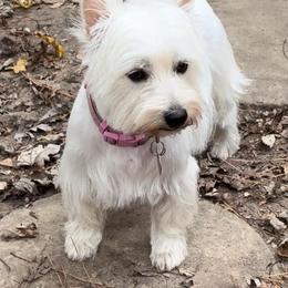 West Highland White Terriers from Debra's West Highland White Terriers
