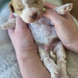 Sunny - Apricot male Goldendoodle puppy in Decatur, Tennessee from Diamond's Doodles