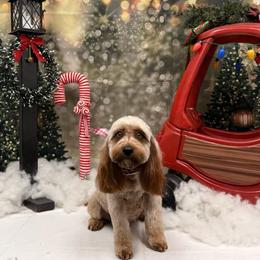 Chili - Cavapoo