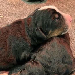 Bernese Mountain Dogs from SunRain Puppies