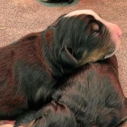 Bernese Mountain Dogs from SunRain Puppies