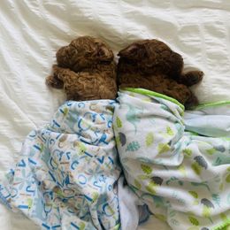 Poodle Puppies from Red toy poodles