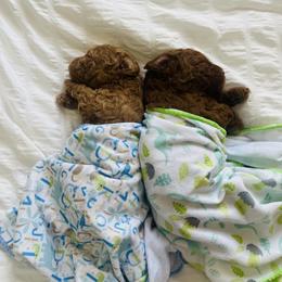 Poodle Puppies from Red toy poodles