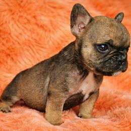 Bambi - Tricolors female French Bulldog puppy in Maplewood, New Jersey from Poos&Bulls Keepsake