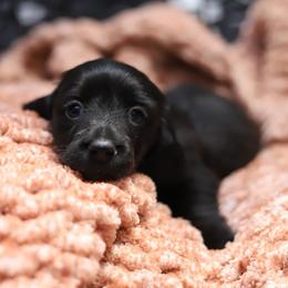 Hestia - Brindle female Dachshund puppy in Eaton, Ohio from Miniature Alphas Dachshunds