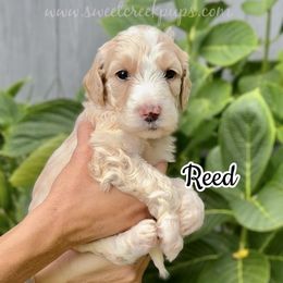 Reed - Fawn and white male Sheepadoodle puppy in Cambridge, Ohio from Sweet Creek Pups