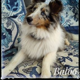 Shetland Sheepdog puppies from Sheltie Puppies