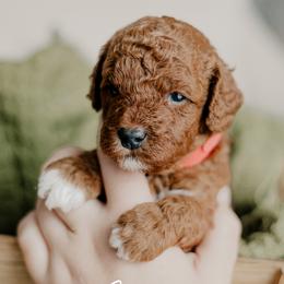 Cinnamon - Red  male Goldendoodle puppy in Patterson, California from Dooling Doodles