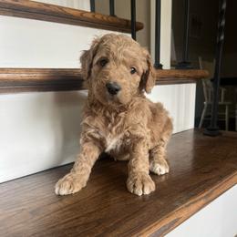 Bonnie - Red  female Goldendoodle puppy in New Waverly, Texas from C.P. Puppy Buddies