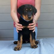 "Blue Boy" - Black and rust Beauceron puppy in Whittier, California from Trésor de Beauté Beaucerons