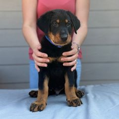 "Blue Boy" - Black and rust Beauceron puppy in Whittier, California from Trésor de Beauté Beaucerons