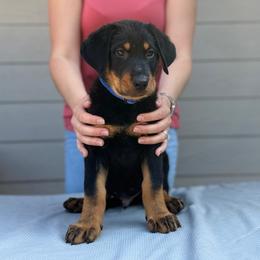 "Blue Boy" - Black and rust Beauceron puppy in Whittier, California from Trésor de Beauté Beaucerons