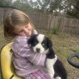 Jinu - Black tri male Miniature Australian Shepherd puppy in Interlachen, Florida from Lucky Bones Miniature Australian Shepherds