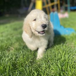 Boy 4 - male Goldendoodle puppy in Westbrook, Maine from Snowypaw Golden Retrievers