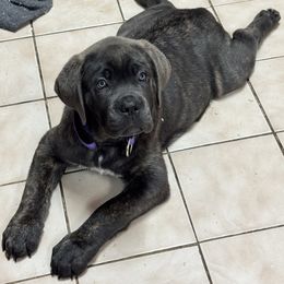 Purple - Gray brindle female Cane Corso puppy in Pollock Pines, California from Capitol City Cane Corso
