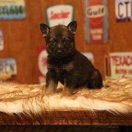 Venus - Sable female German Shepherd puppy in Philippi, West Virginia from Vom Haus Highlands