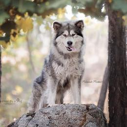 Ivy - Alaskan Malamute