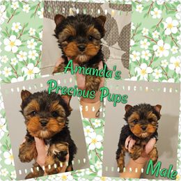 Small Boy REDUCED - Black and tan Yorkshire Terrier puppy in Wartburg, Tennessee from Amanda's Precious Pups