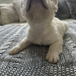 French Bulldog Puppies from Mystical French Bulldogs