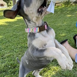 Great Dane Puppies from BkB’s House of Danes