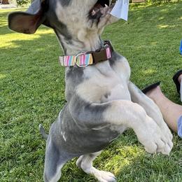 Great Dane Puppies from BkB’s House of Danes