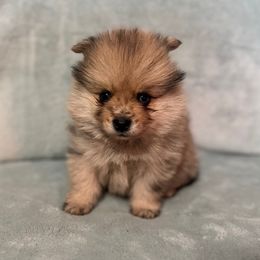 Fang - Merle male Pomsky puppy in Boonville, Indiana from Elysian Pomskies