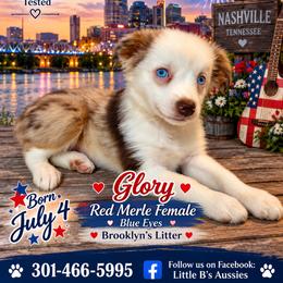 Glory - Red merle female Miniature Australian Shepherd puppy in Nashville, Tennessee from Little B’s Aussies