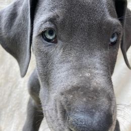Great Dane Puppies from De Leon Danes