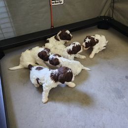 Lagotto Romagnolo Puppies from Dwyer Hills