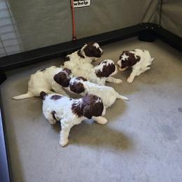 Lagotto Romagnolo Puppies from Dwyer Hills