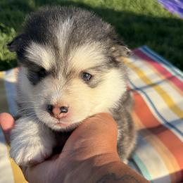 Oreo - Black and white male Pomsky puppy in Grandview, Washington from Alyssa’s Pomskies