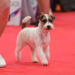 Emmy - Russell Terrier