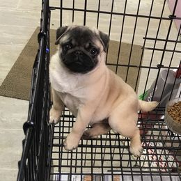 Pug Puppies from Hopestars Pugs