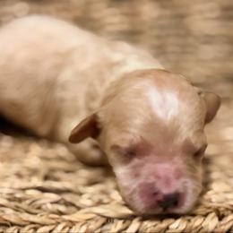 Dopey - Red  male Goldendoodle puppy in Bradenton, Florida from Christianna’s Mini Goldendoodles