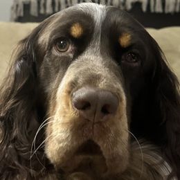 Bodhi - English Springer Spaniel