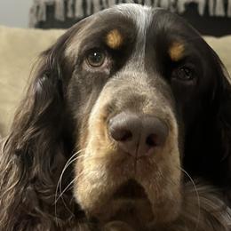 Bodhi - English Springer Spaniel