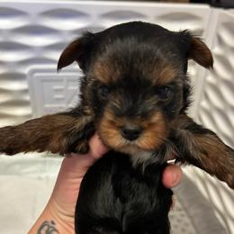 Sapphire Shine - Black and tan female Yorkshire Terrier puppy in Coeur D Alene, Idaho from Cozy Coeur Yorkies