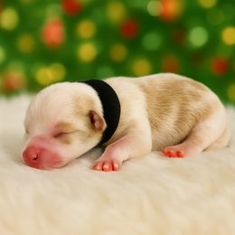 Black - Chocolate, tan and white male Yorkshire Terrier puppy in Selden, New York from Alisha's Yorkshire Terriers