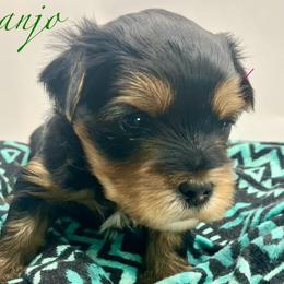 Banjo - Black and tan male Yorkshire Terrier puppy in Galesburg, Illinois from Sunny Sky Yorkies