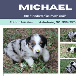 Michael - Blue merle male Australian Shepherd puppy in Asheboro, North Carolina from Stellar Aussies