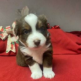 Tiny - Red tri male Miniature Australian Shepherd puppy in Oroville, Washington from High Mountain Aussies