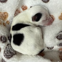 Maximus - Parti male Yorkshire Terrier puppy in Labelle, Florida from Chocolate and Parti Yorkies in Florida