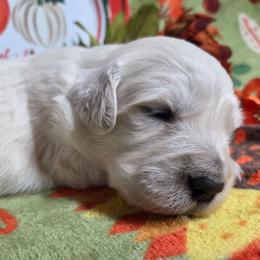 Luna Girl 3 - Light golden female Golden Retriever puppy in Niles, Michigan from Composer Goldens