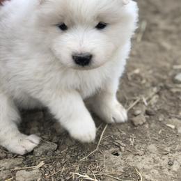 Samoyed Puppies from Morning Star Samoyeds