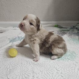 Girl 3 - female Australian Shepherd puppy in Wauneta, Nebraska from 4H Aussies