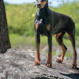 Saxbell's Jayda - Doberman Pinscher